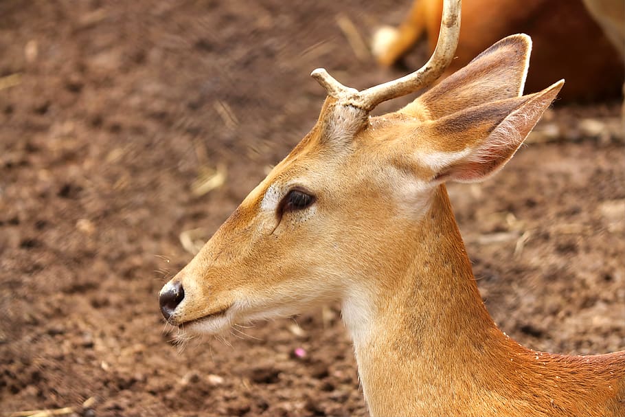 White-tailed Deer - HD Wallpaper 