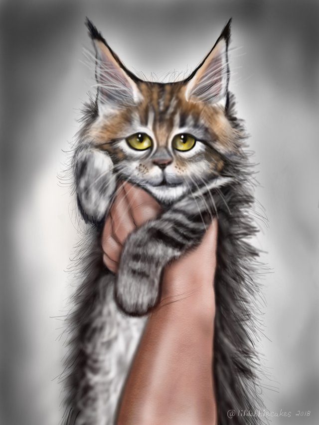 Domestic Short-haired Cat - HD Wallpaper 