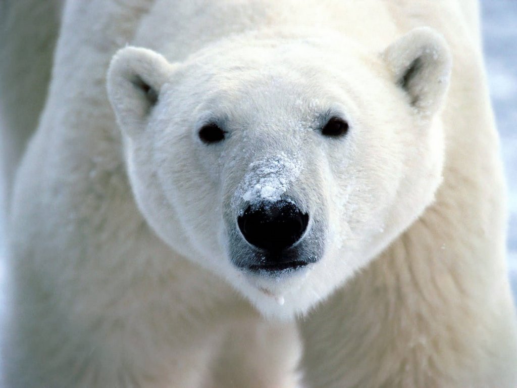 Polar Beruang - Polar Bear Animal - HD Wallpaper 