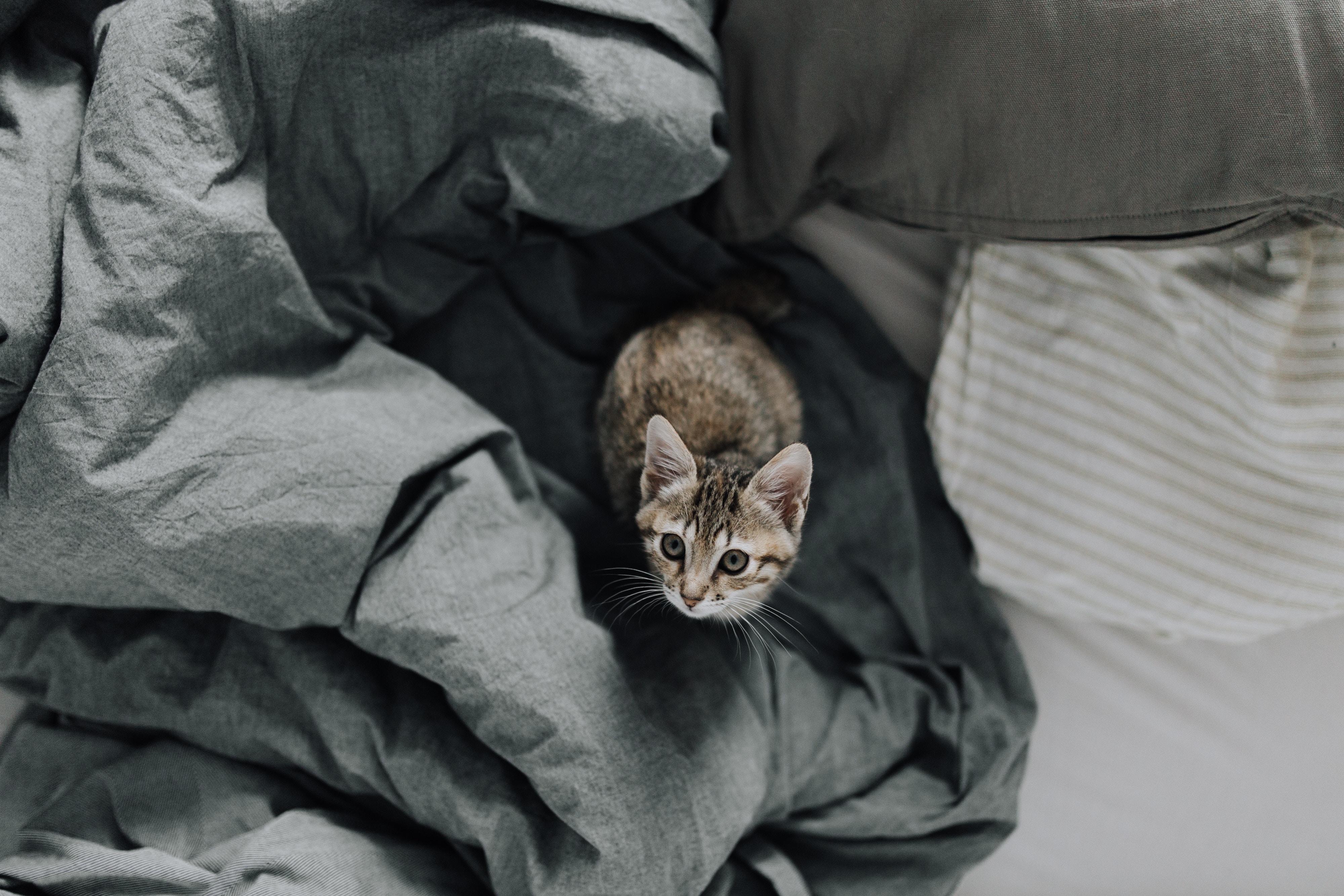 Anak Kucing, Tempat Tidur, Kucing, Lihat - Cat On Bed - HD Wallpaper 