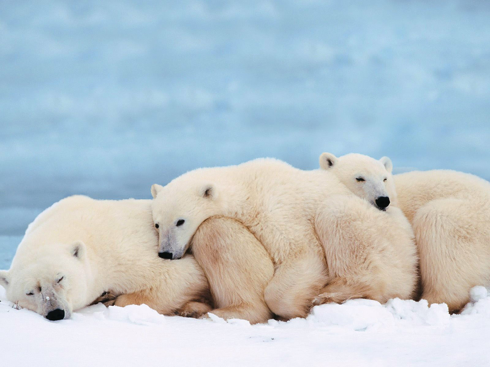 Cute Polar Bears Wallpapers - Polar Bears Sleeping - HD Wallpaper 