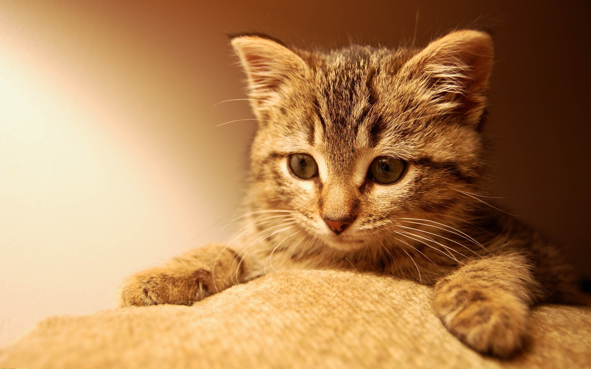 Cat Wearing A Ring - HD Wallpaper 