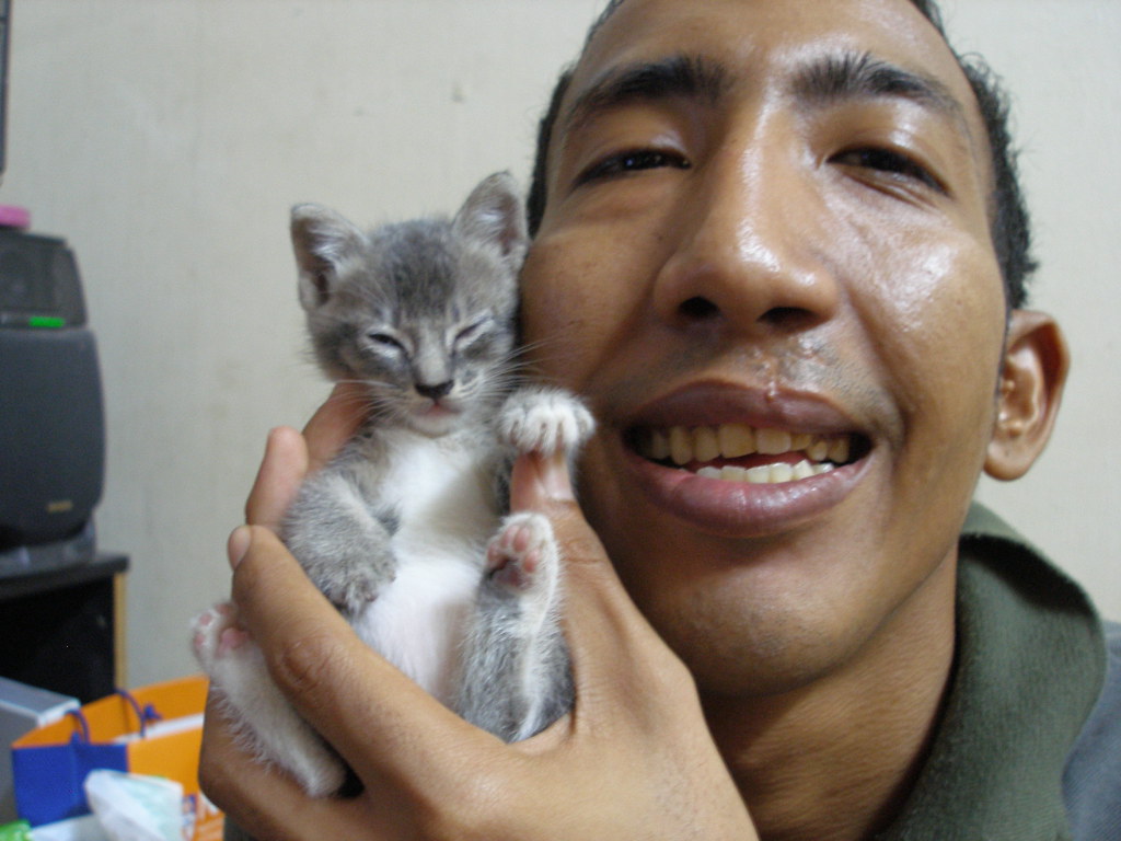 Domestic Short-haired Cat - HD Wallpaper 