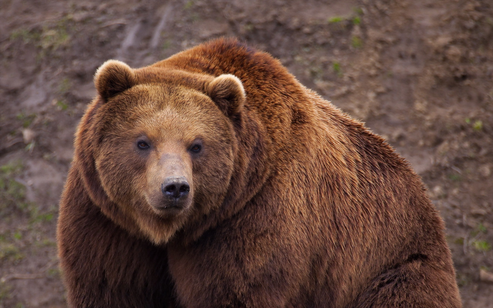 Cute Big Brown Bear - HD Wallpaper 