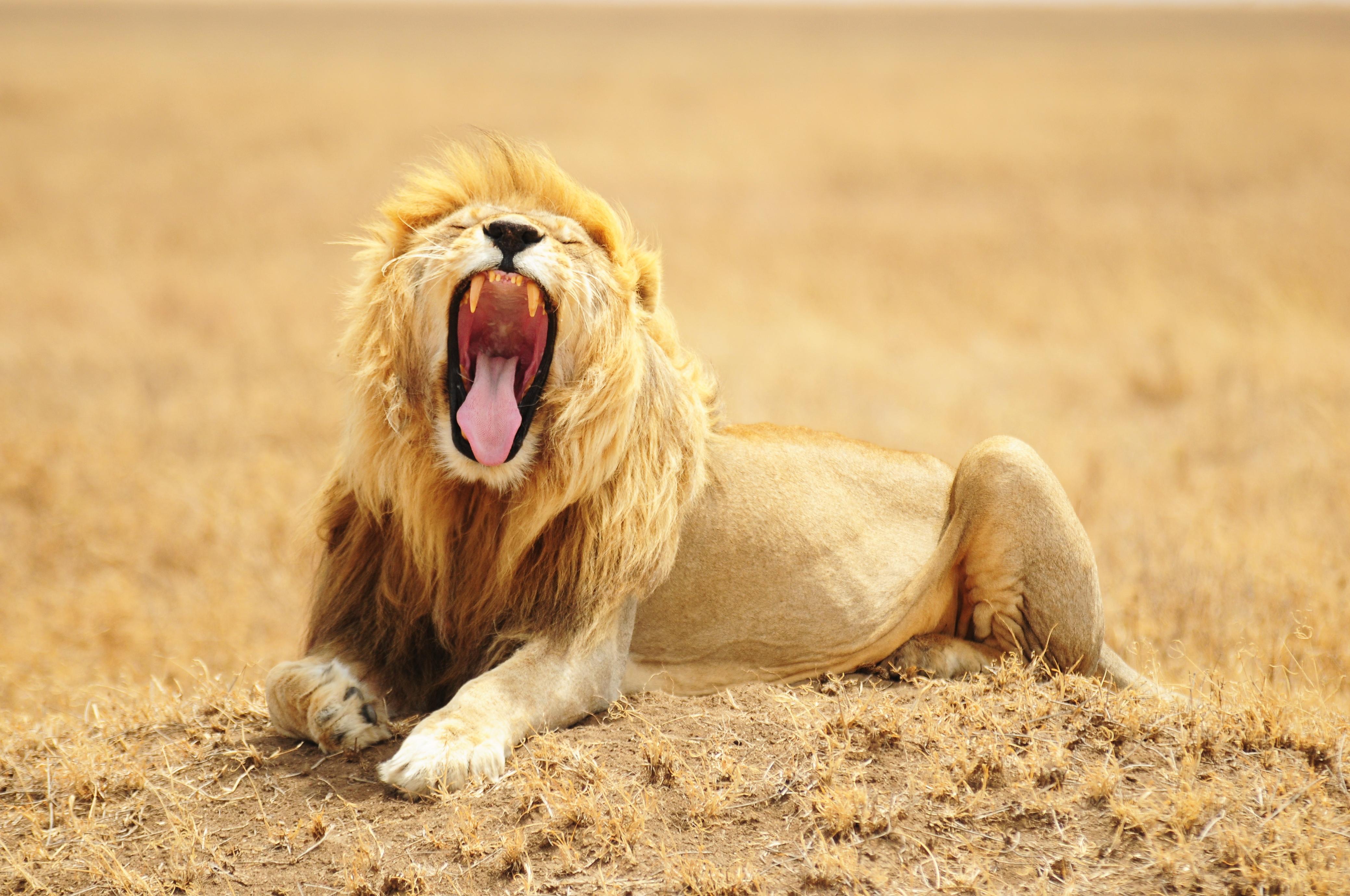 Singa, Senyum, Predator, Raja Binatang Buas, Kucing - Wallpaper - HD Wallpaper 