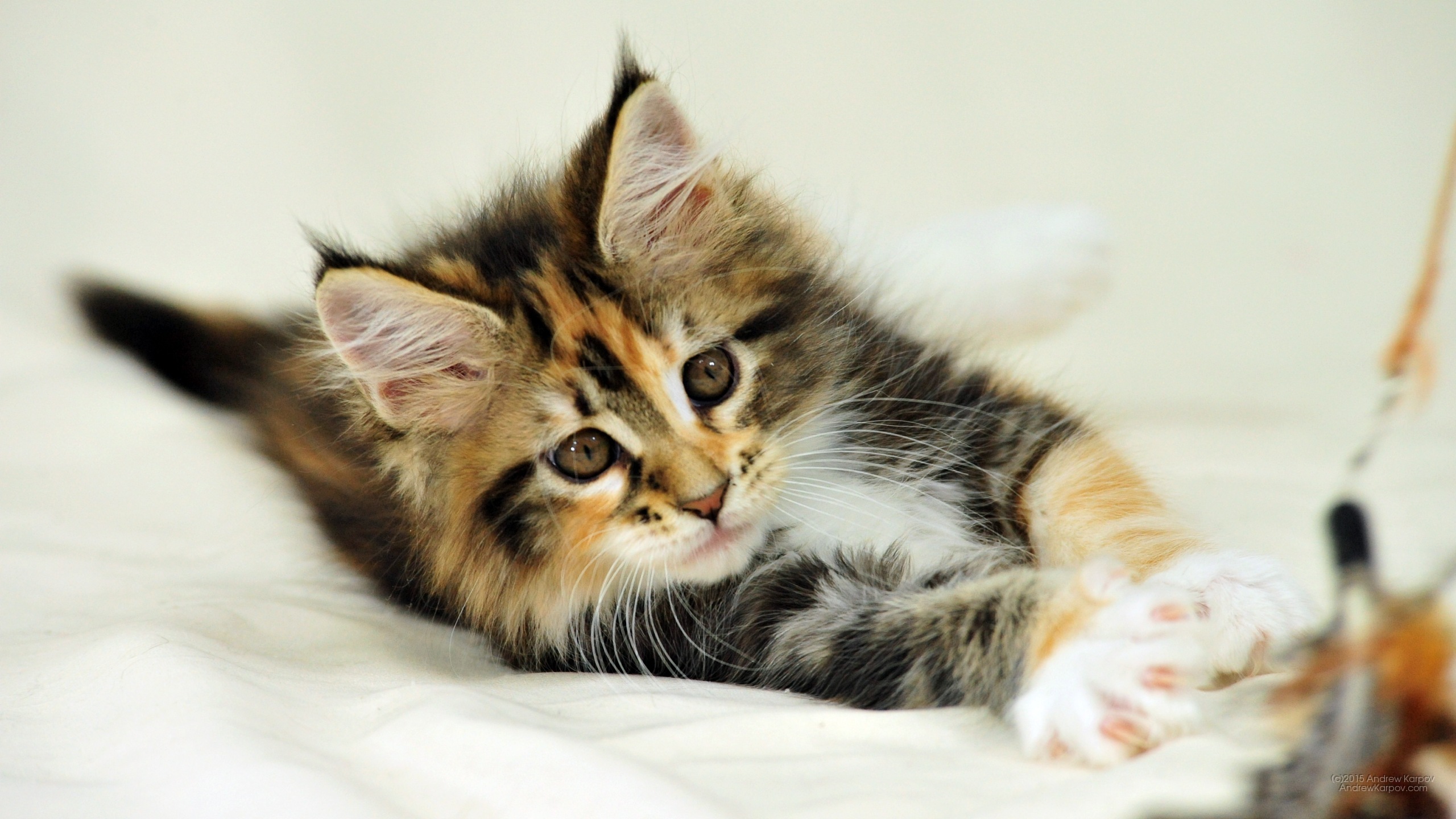 Wallpaper Untuk Desktop Ini - Tri Color Maine Coon Kitten - HD Wallpaper 