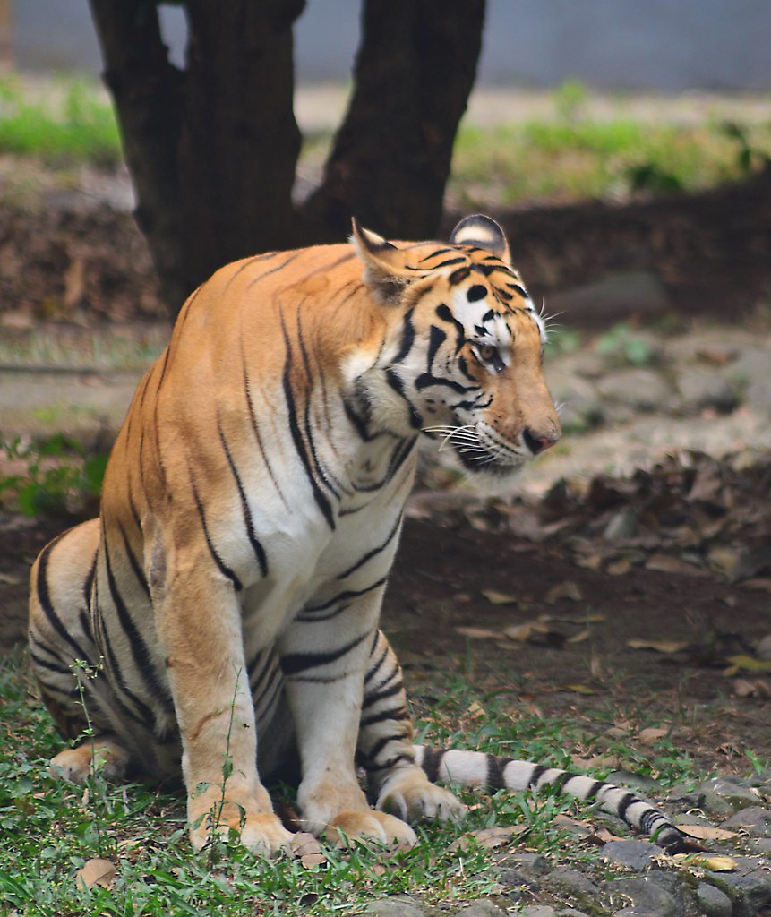 Siberian Tiger - HD Wallpaper 