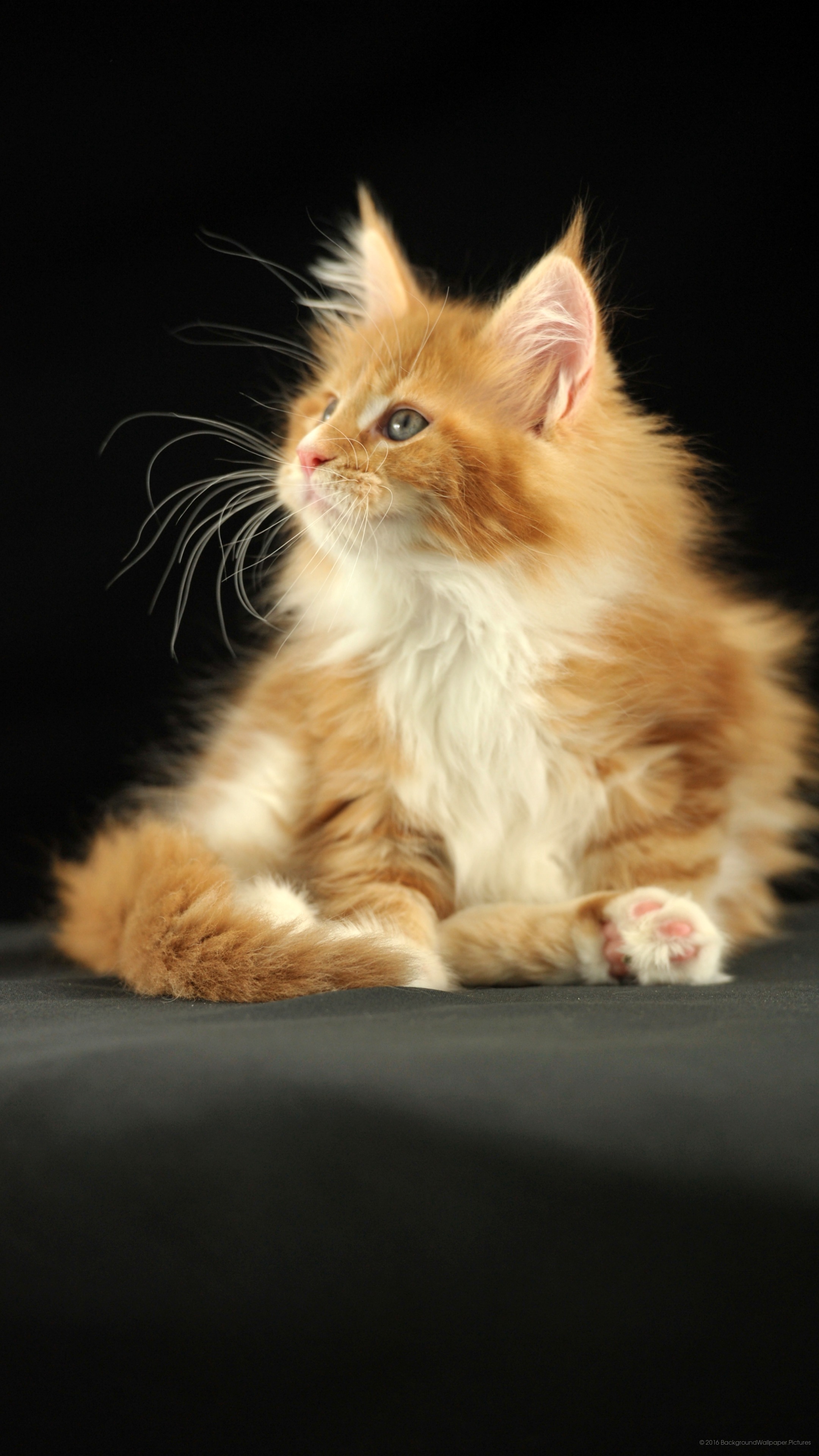 Wallpaper Terbaik Untuk Telefon Bimbit - Domestic Long-haired Cat - HD Wallpaper 