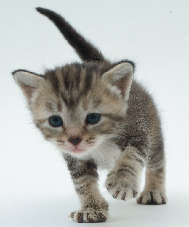 Cat - HD Wallpaper 