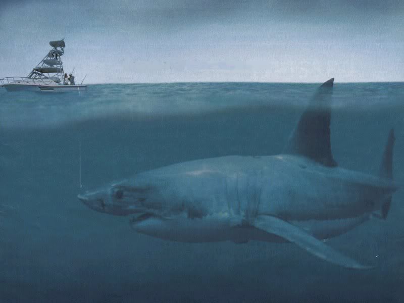 Världens Största Haj Megalodon - HD Wallpaper 