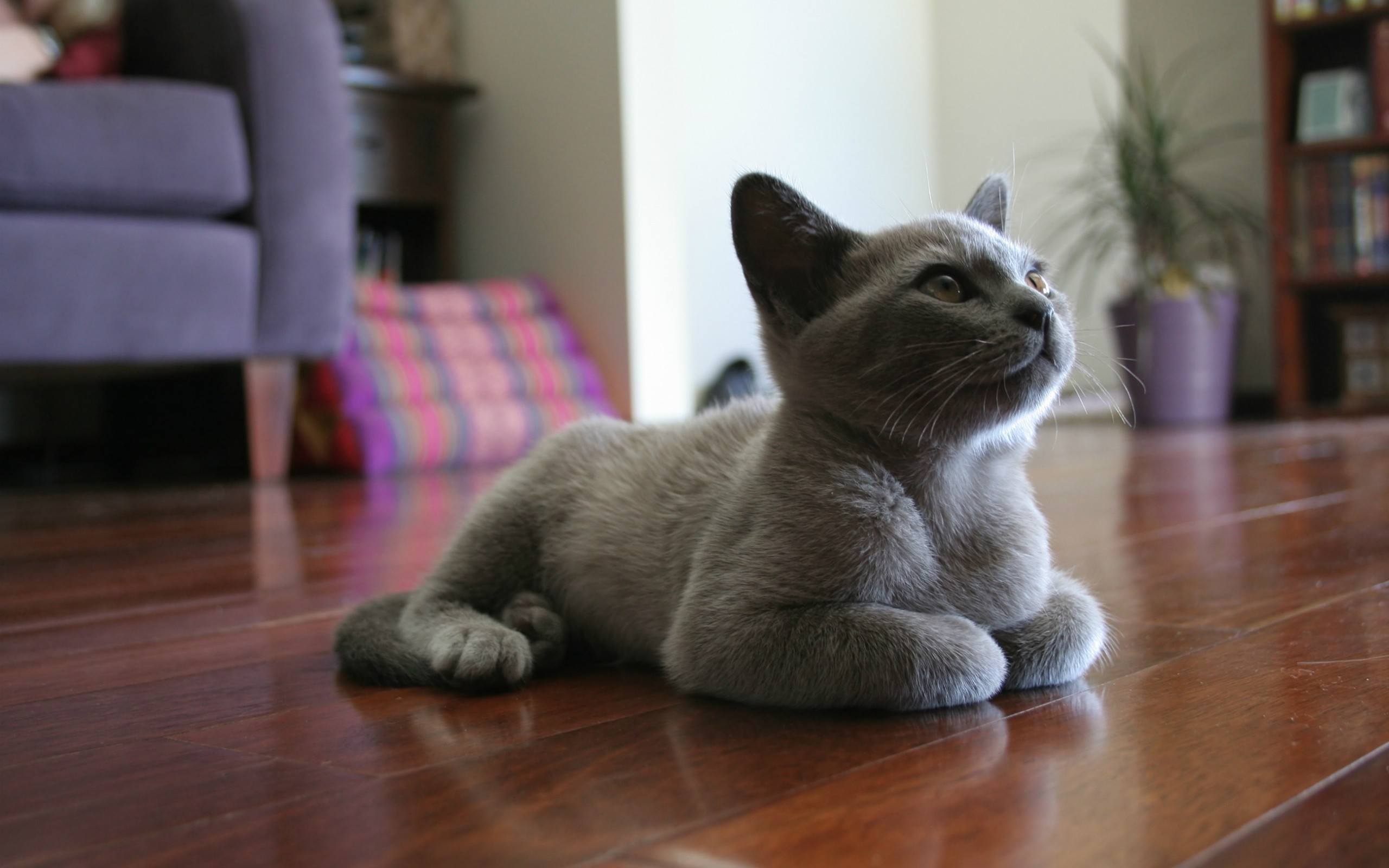 Cute Blue Burmese Cat - HD Wallpaper 