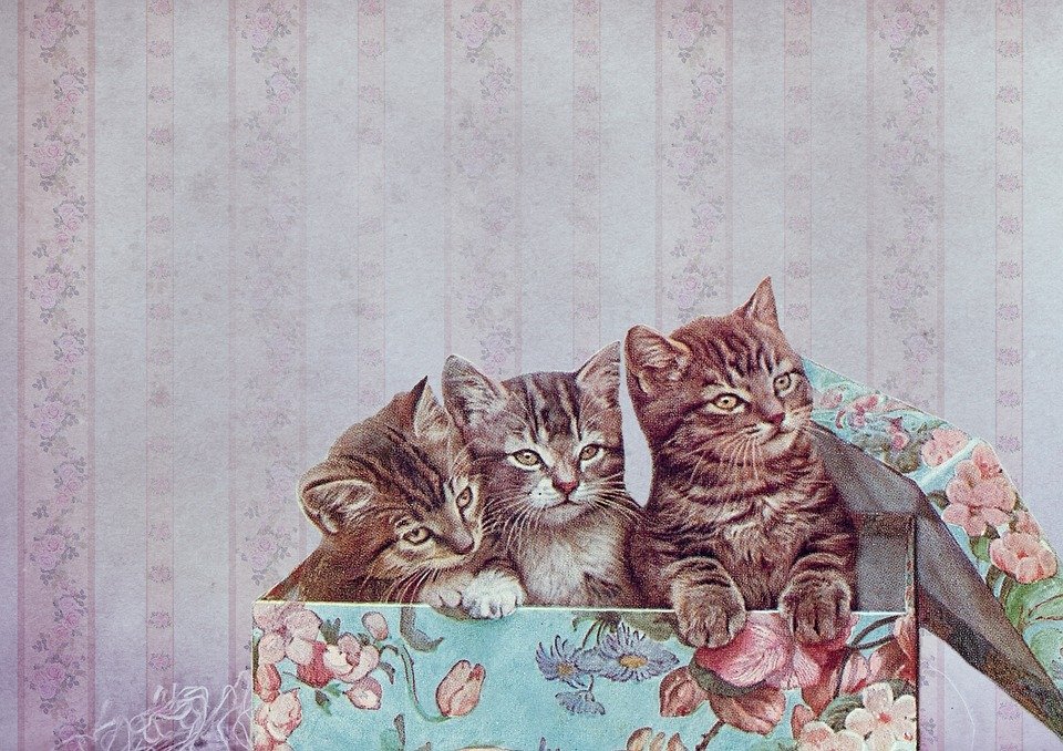 Vintage Cat - HD Wallpaper 