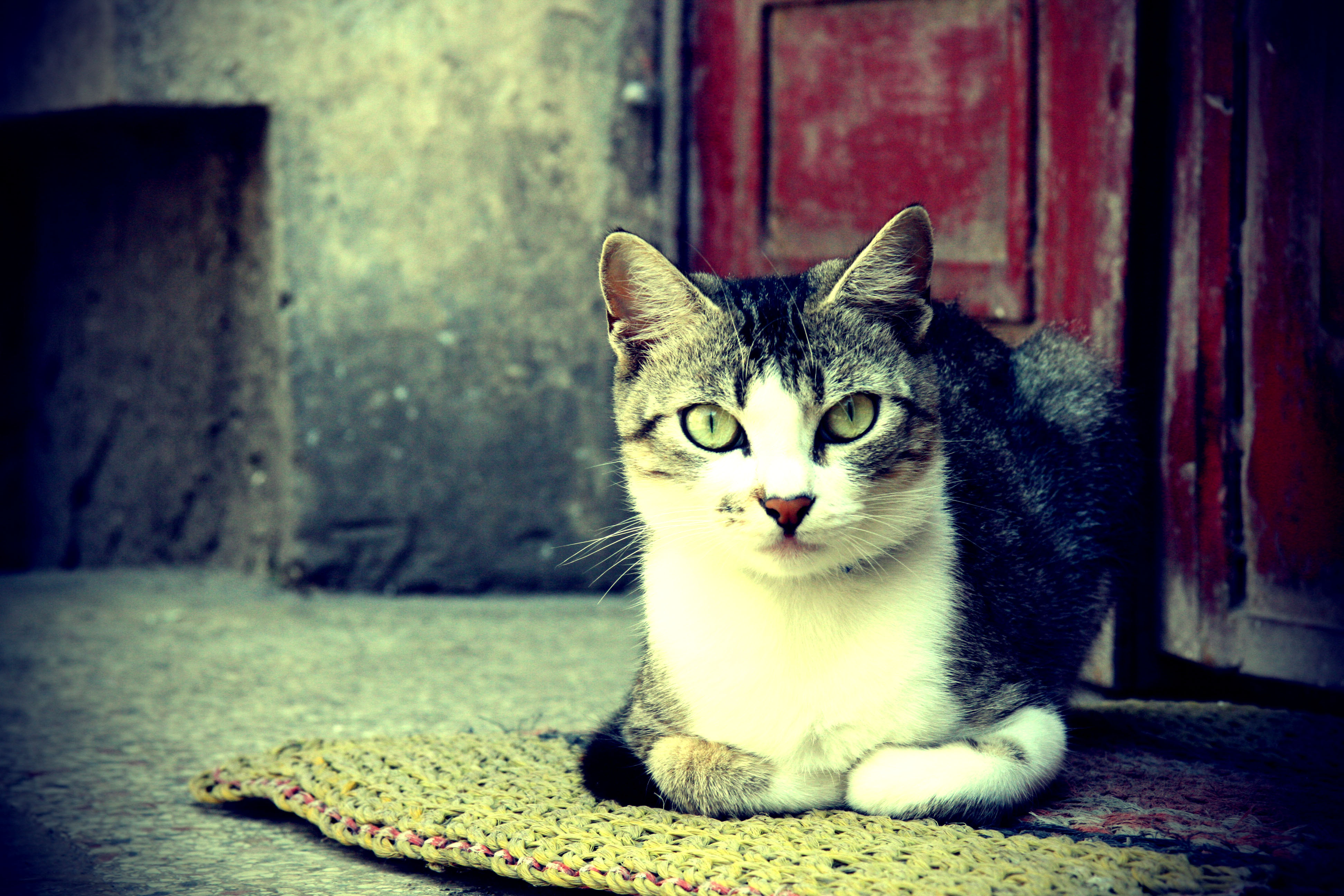Lomography - HD Wallpaper 