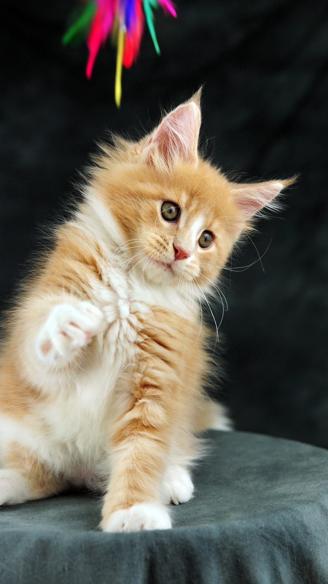 Wallpaper Desktop Memikat Percuma Muat Turun - Gambar Wallpaper Iphone Kucing - HD Wallpaper 