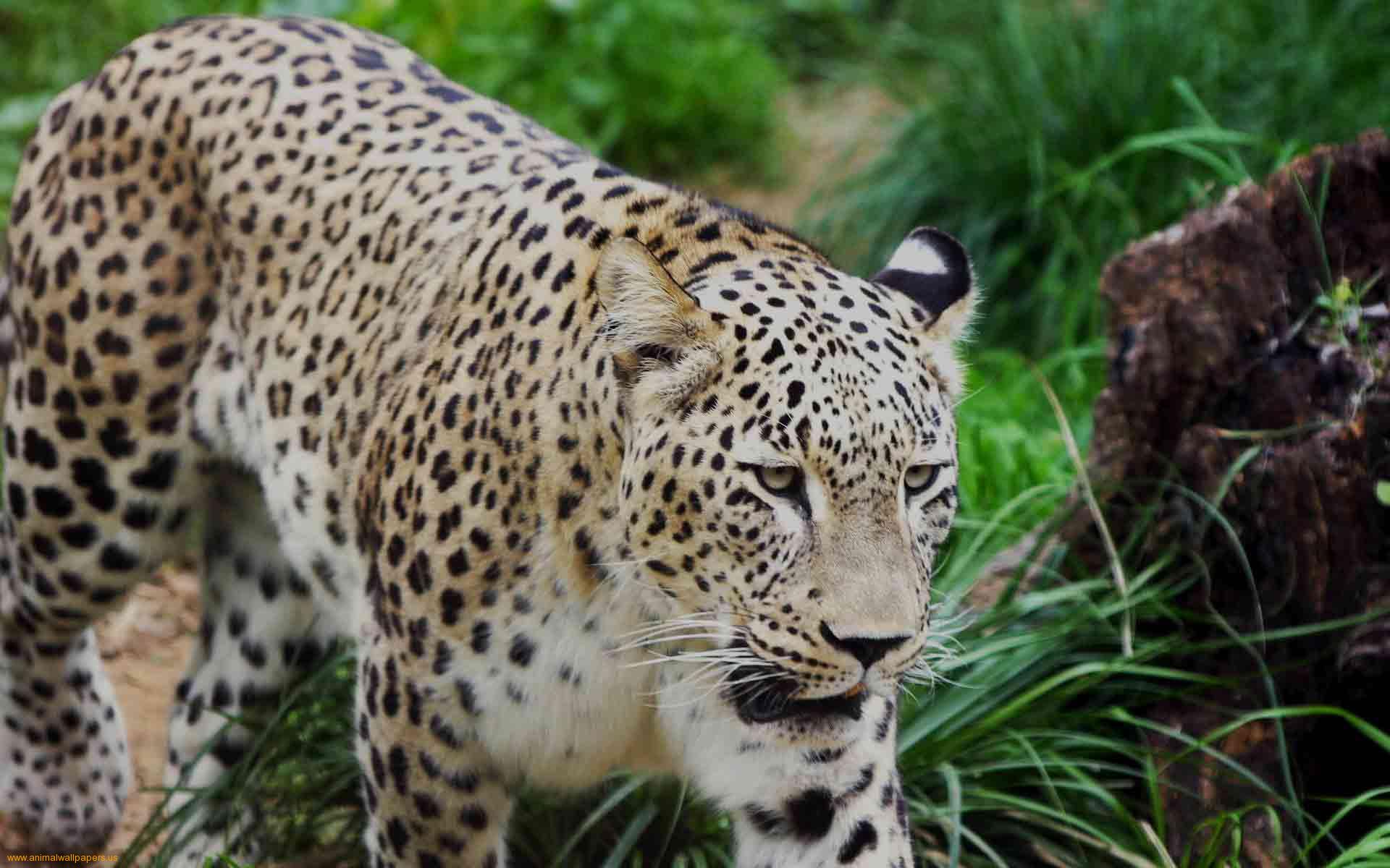 Leopard Indian Hd - HD Wallpaper 