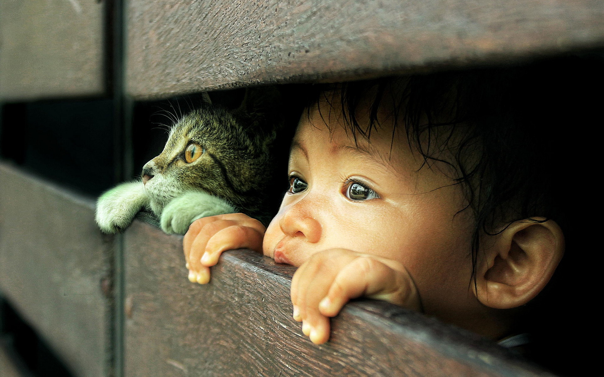 Biarkan Bayi Anda Bersahabat Dengan Kucing - Cat And Kid - HD Wallpaper 