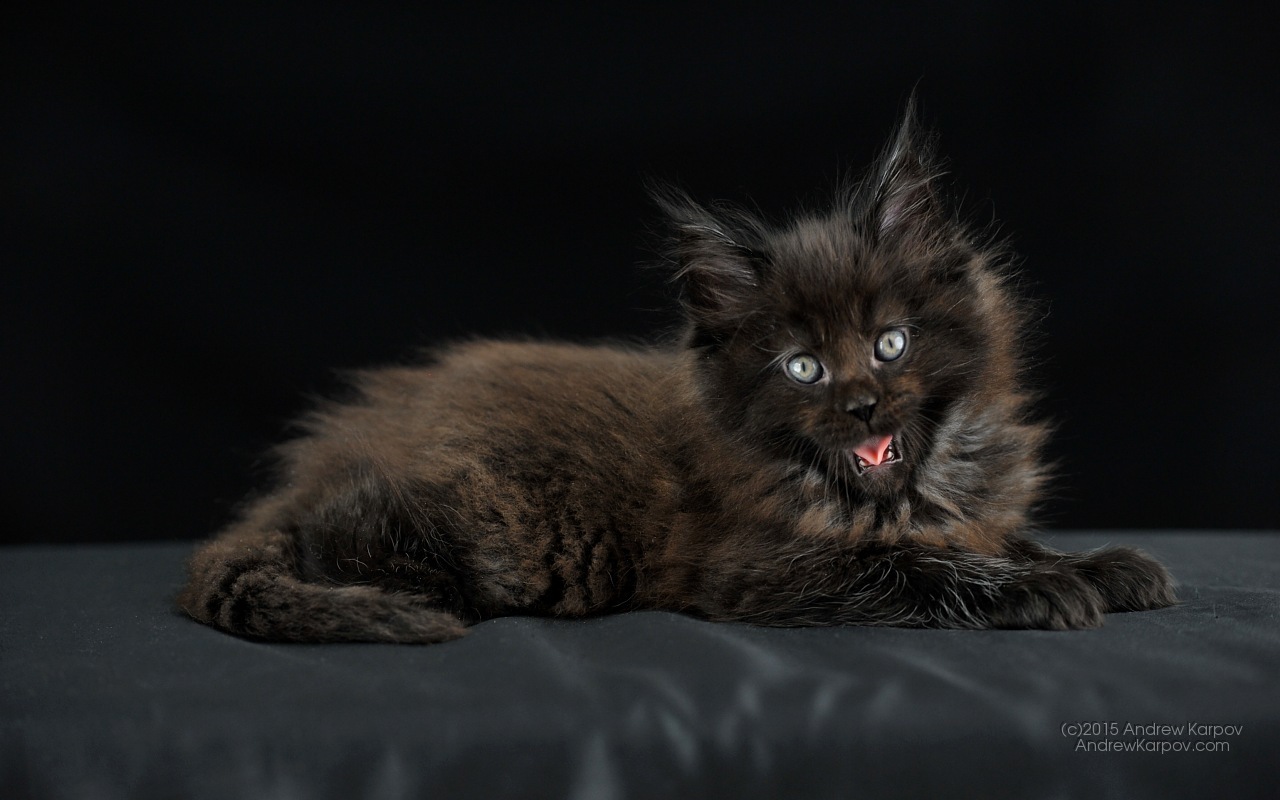 Kertas Dinding Percuma Imej Untuk Desktop - 101 Automotive Jewels Of India - HD Wallpaper 