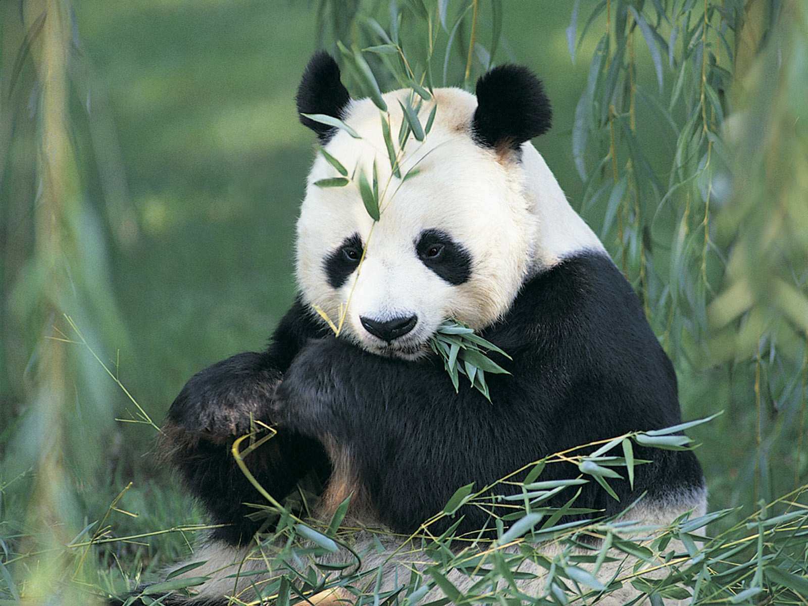 Cute Panda Bears - Chordata Mammals - HD Wallpaper 