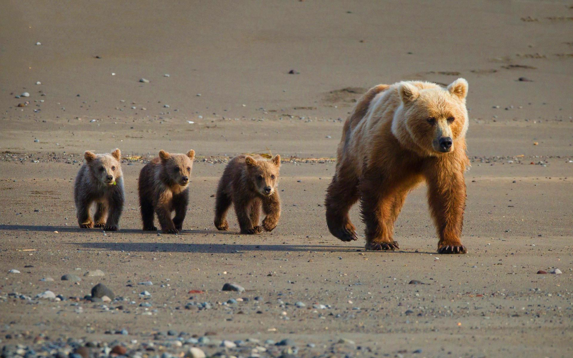 Beruang Lucu - Cute Bear Cubs - HD Wallpaper 