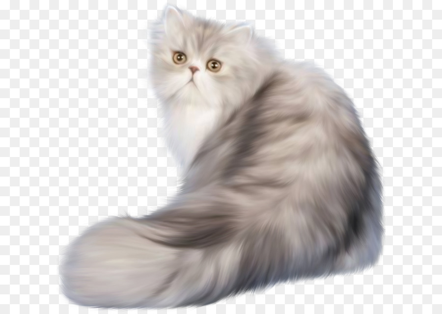 Persian Cat Png - HD Wallpaper 