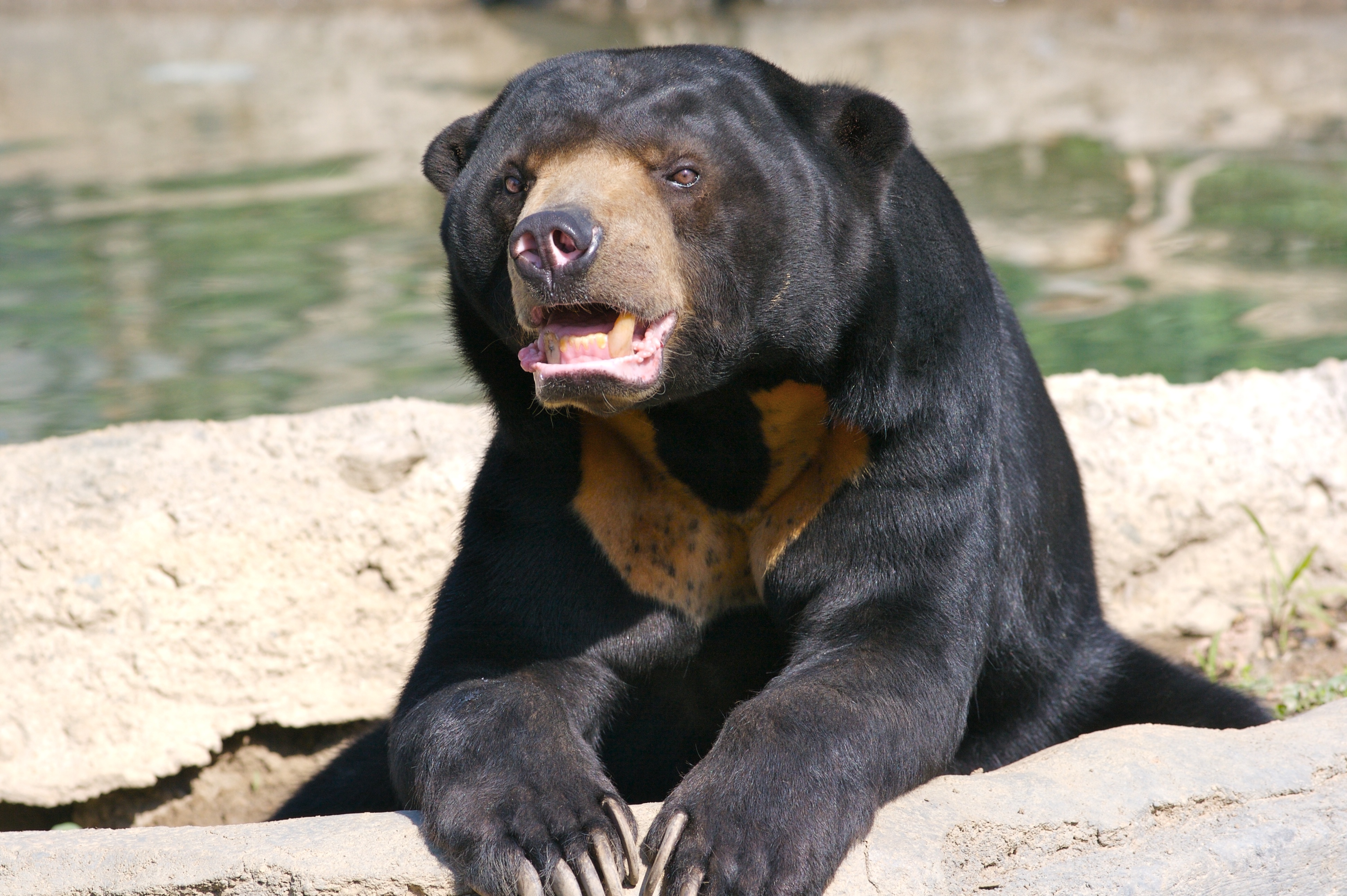 Sun Bear - HD Wallpaper 