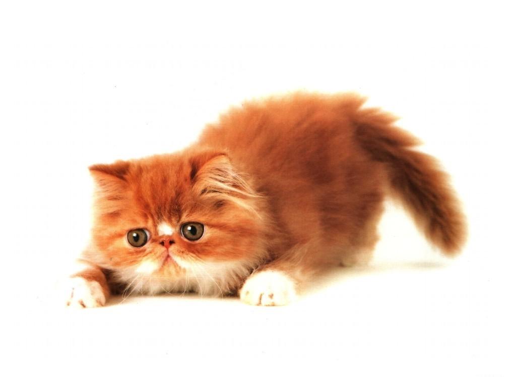 Cat Wallpapers - Fat Ginger Kitten - HD Wallpaper 