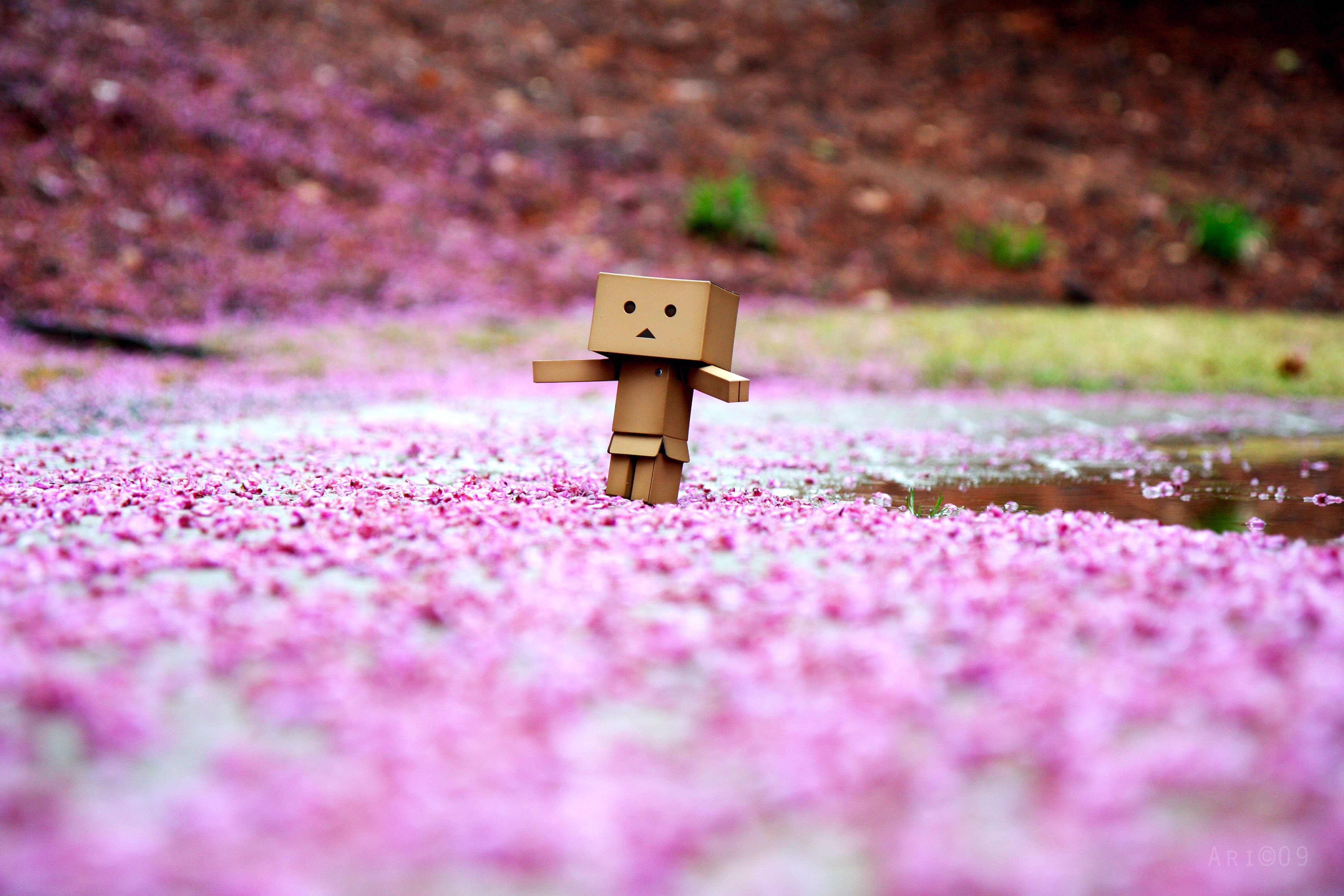 Cute Danbo Box Man Sakura Picture Wallpaper - Danbo Wallpaper Danbo - HD Wallpaper 