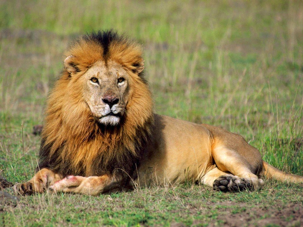 Lions Sitting - HD Wallpaper 