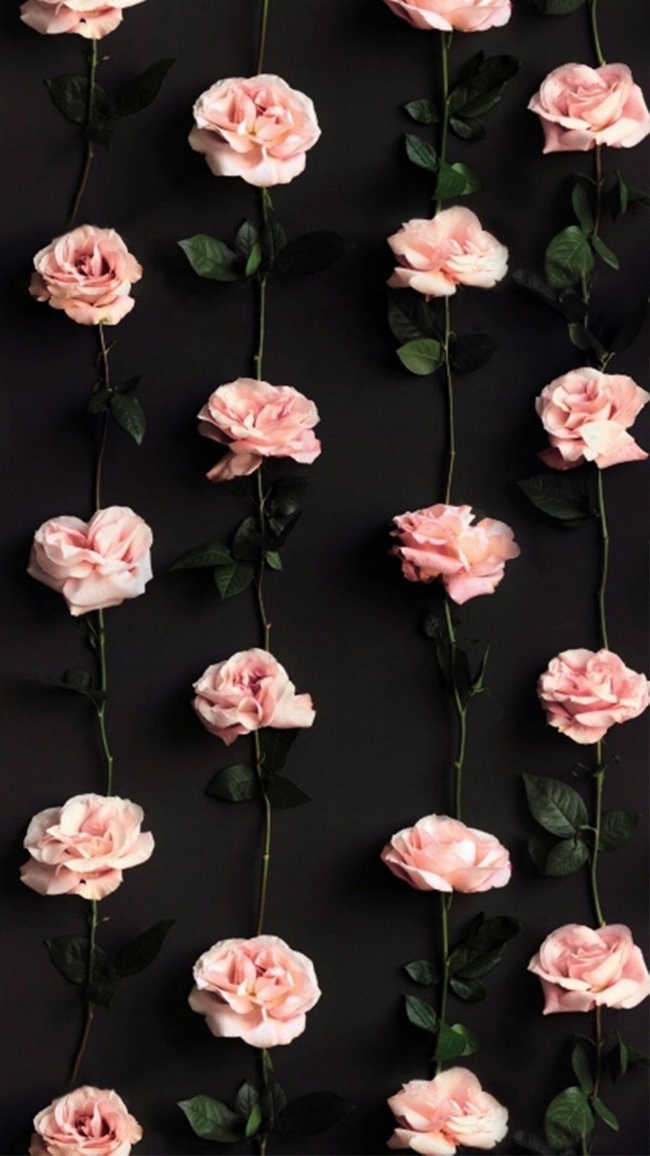 Rose Phone Background - HD Wallpaper 