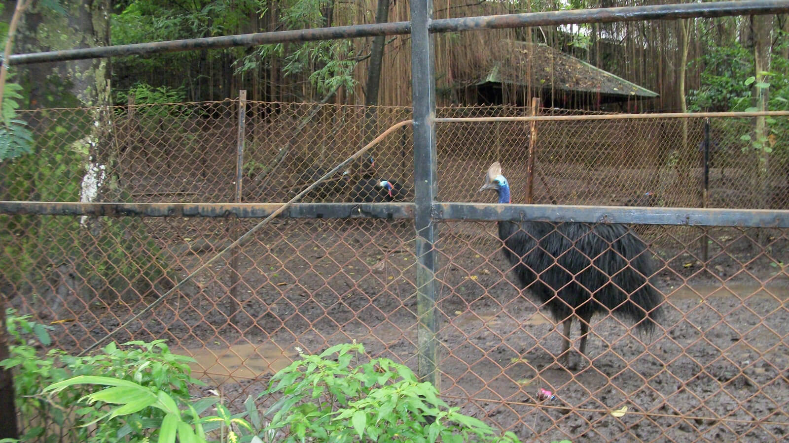 Muddy Animals At Kebun Binatang Bandung Zoo - Zoo - HD Wallpaper 