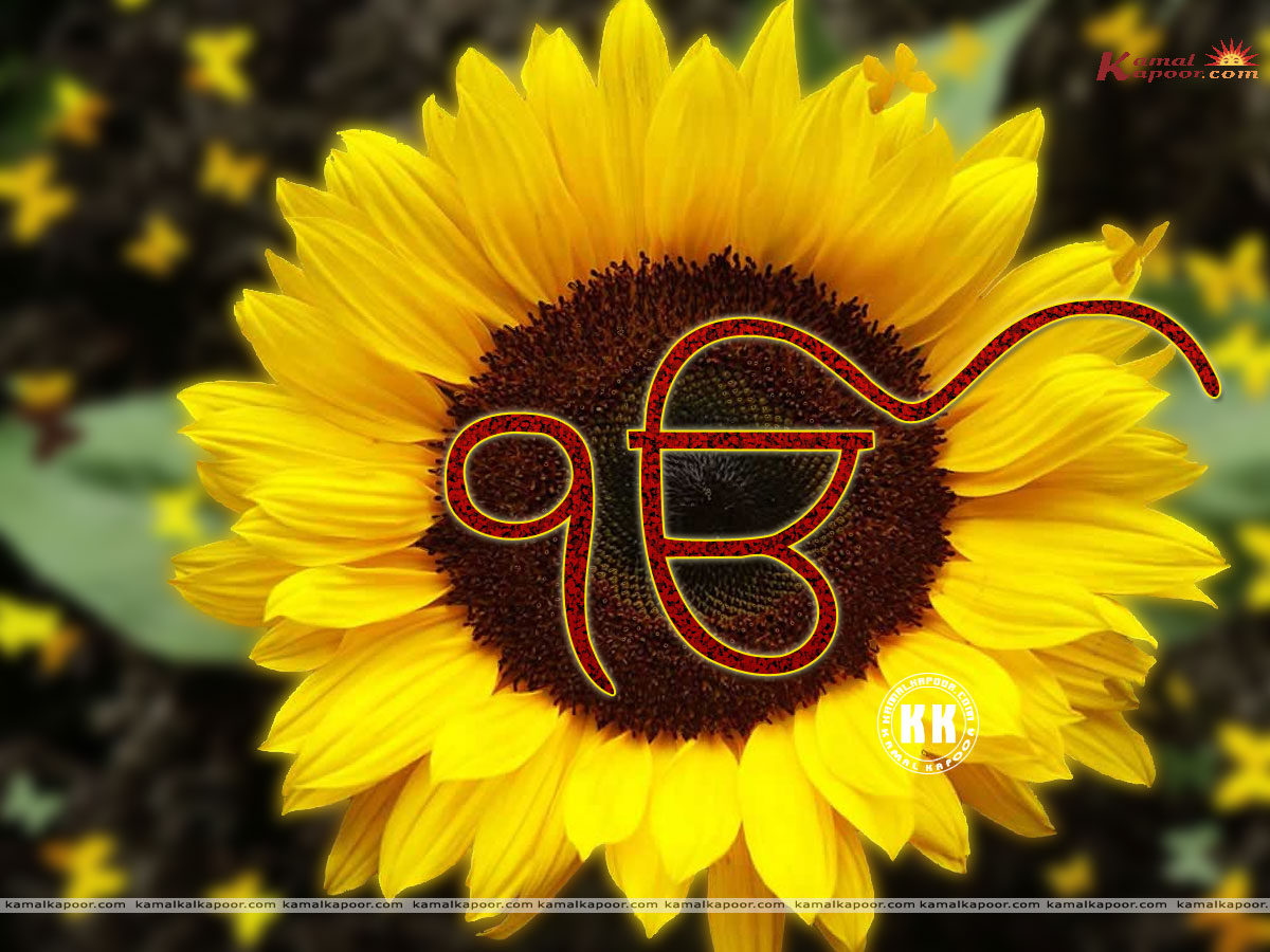 Sikh Guru Wallpaper - High Resolution Sunflower Images Hd - HD Wallpaper 