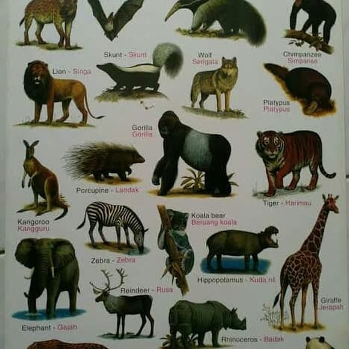 Poster Binatang - HD Wallpaper 