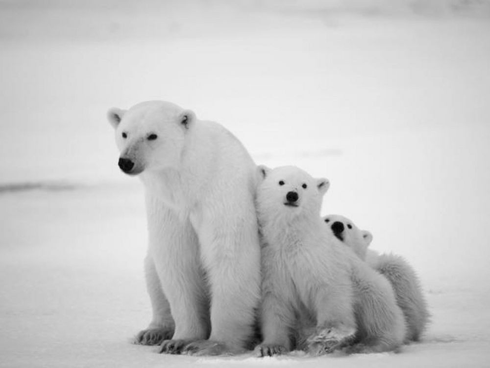 Selamat Hari Beruang Kutub Dunia Berikut 10 Fakta Unik - Endangered Animals Polar Bear - HD Wallpaper 