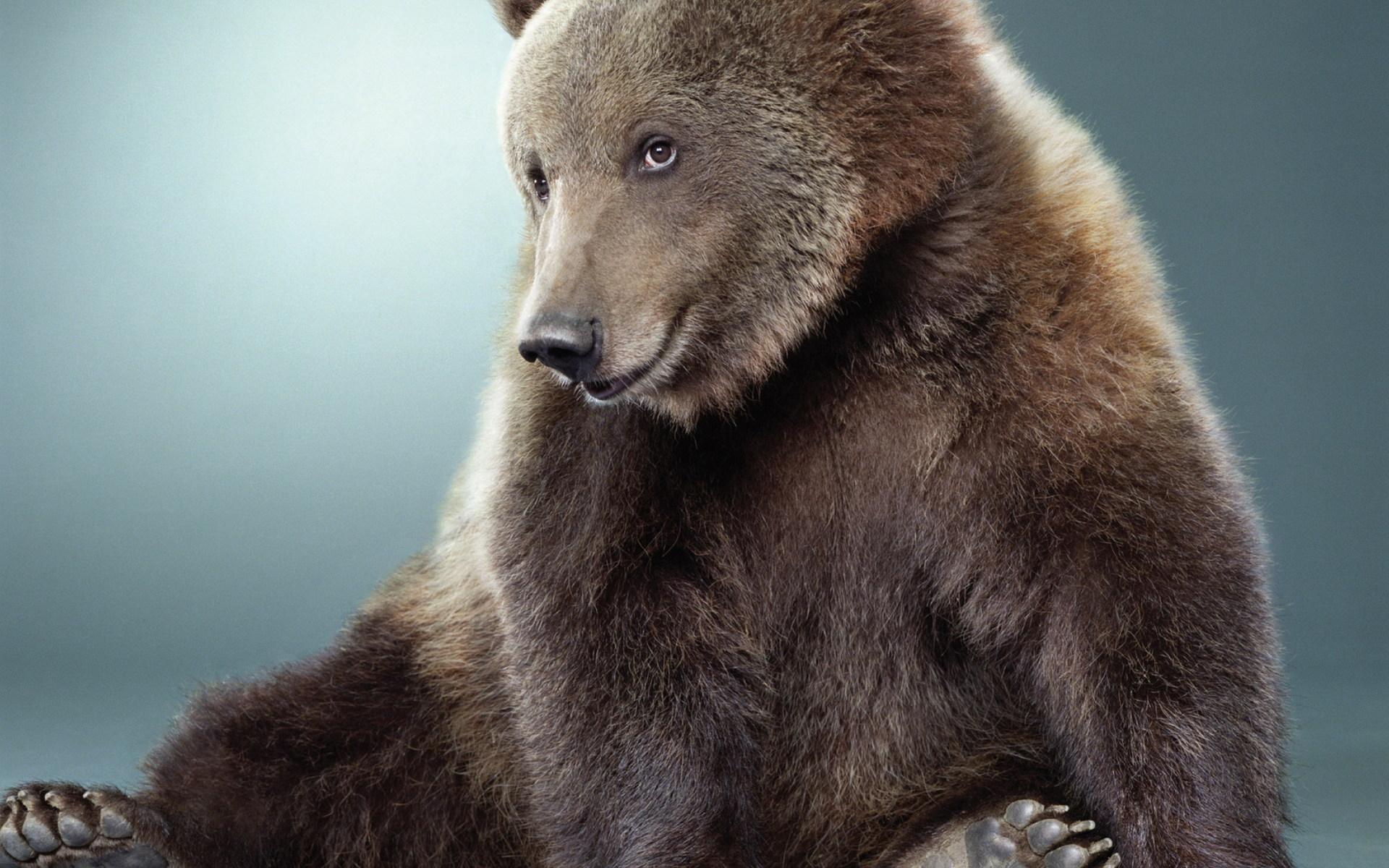 Lucu Beruang - Bears Smiling - HD Wallpaper 