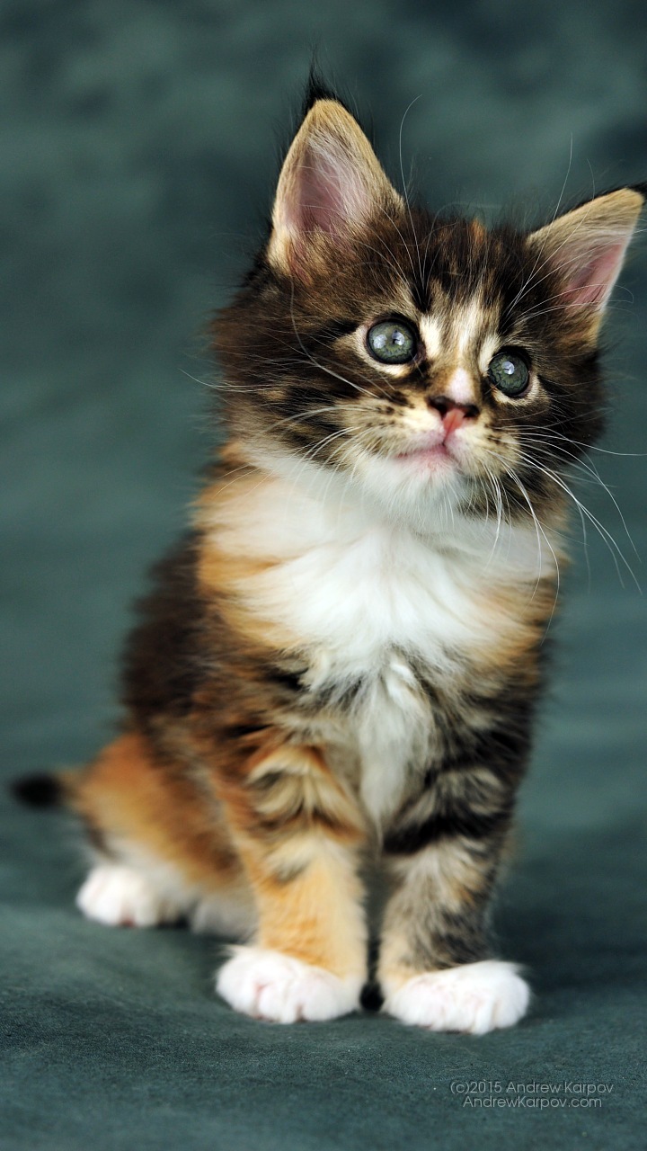 Kucing Yang Elegan Lucu - Kitten - HD Wallpaper 