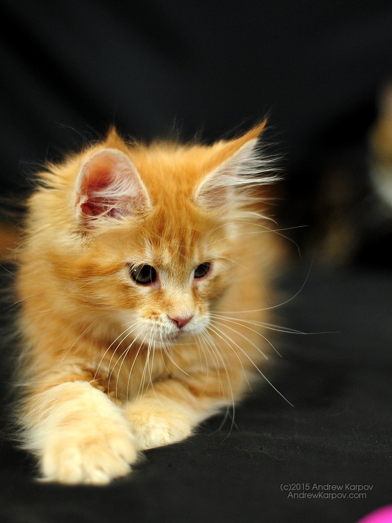 Desktop Wallpapers Percuma - HD Wallpaper 