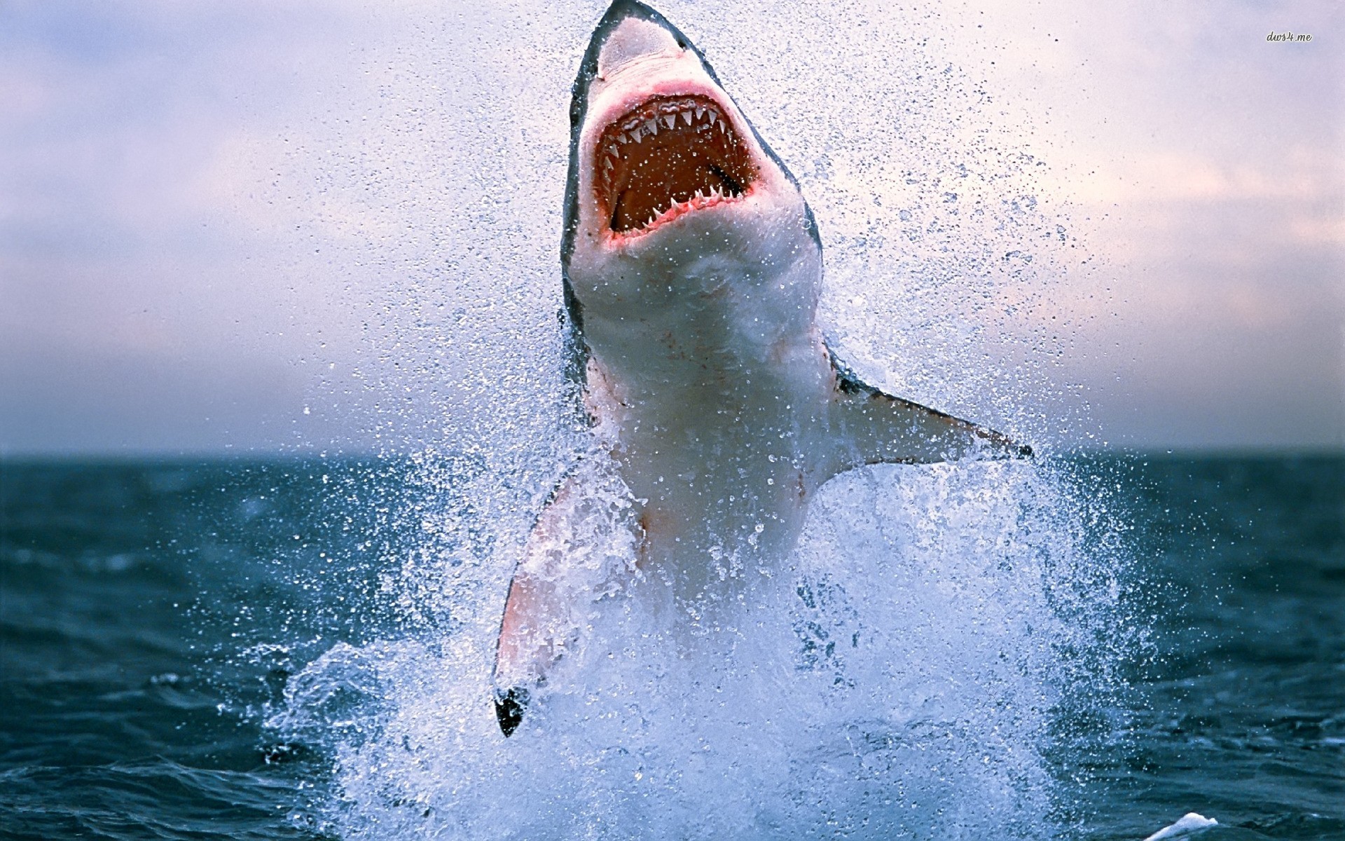 Serangan Binatang Buas - Great White Shark Upright - HD Wallpaper 