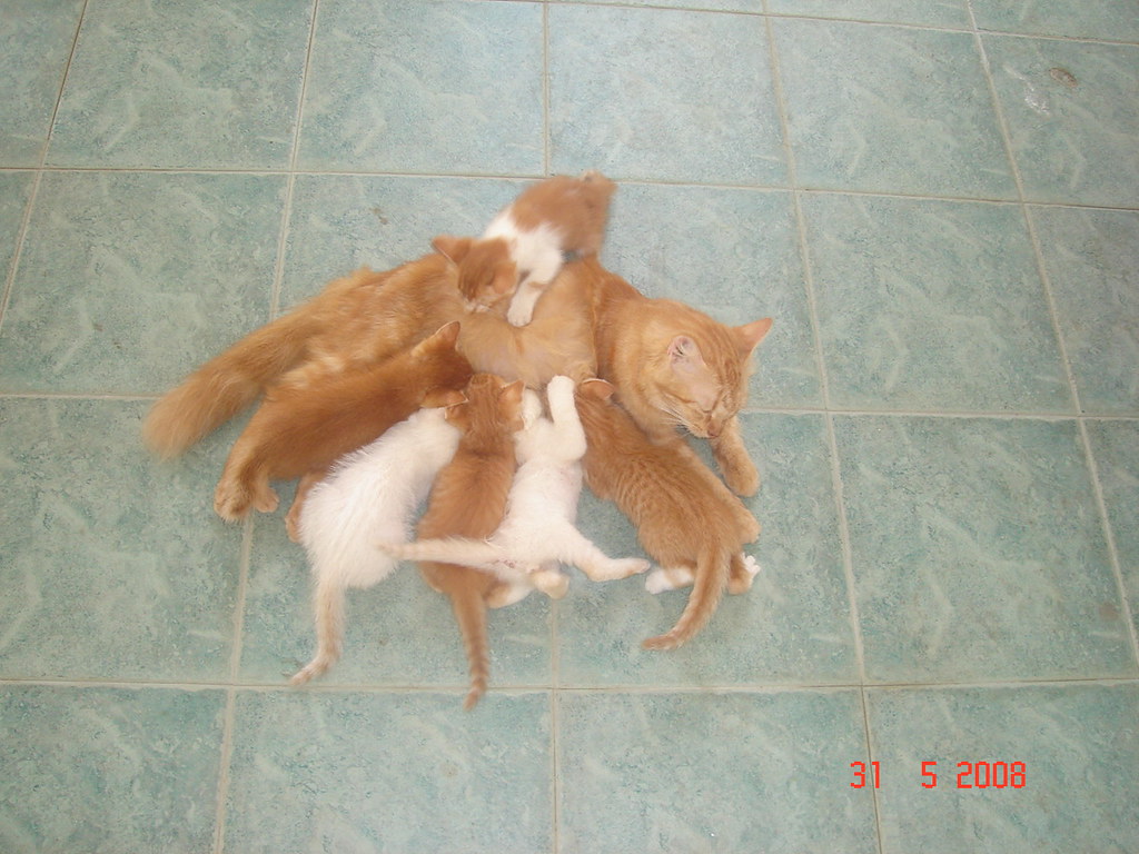 Sorrel - HD Wallpaper 