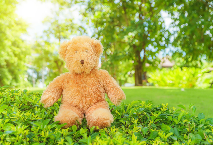 Teddy Bear - HD Wallpaper 