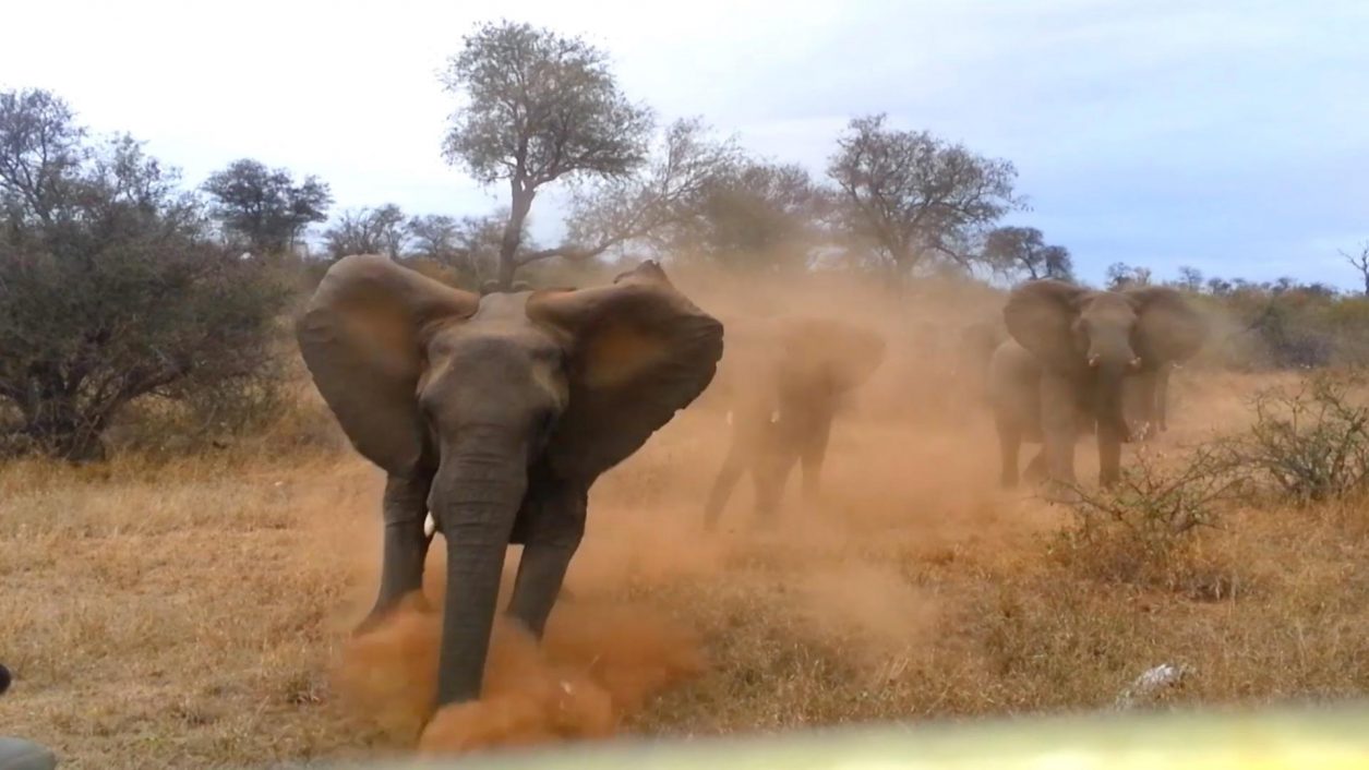 Serangan Binatang Buas - Asian Elephant Attack Human - HD Wallpaper 