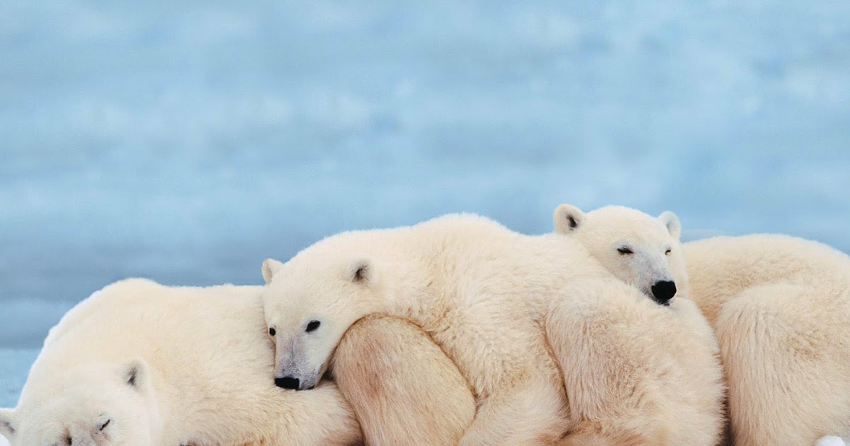 Cute Polar Bears Wallpapers - Polar Bears Laying Down - HD Wallpaper 