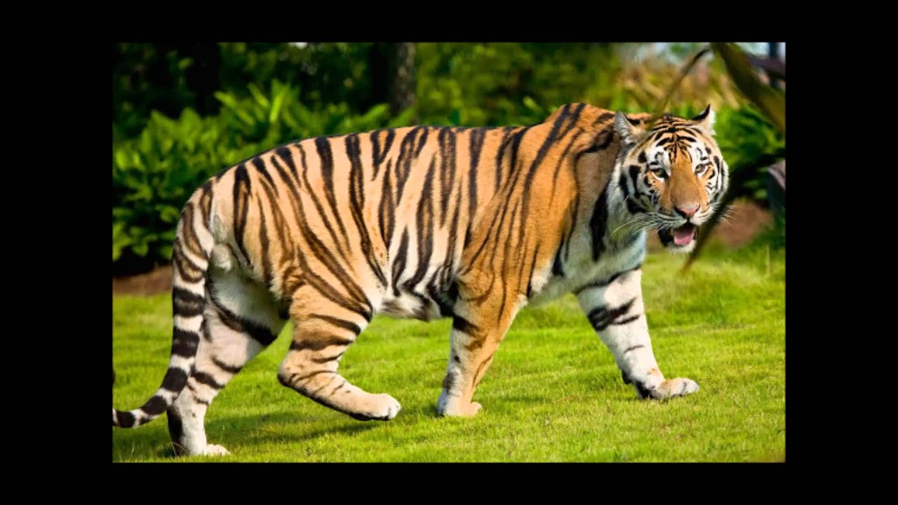 Wild Animals Sound In Tamil - HD Wallpaper 