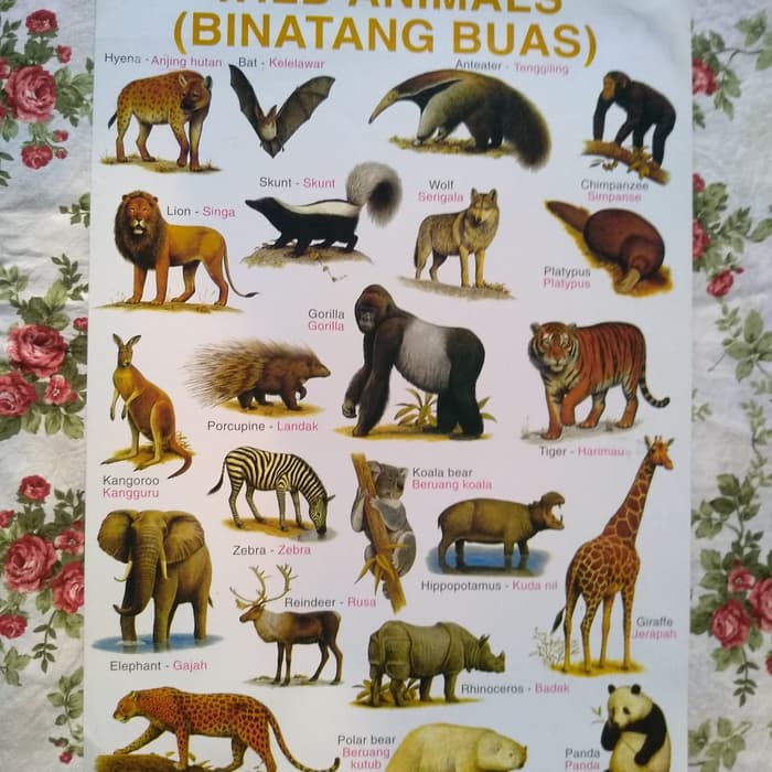 Animal - HD Wallpaper 