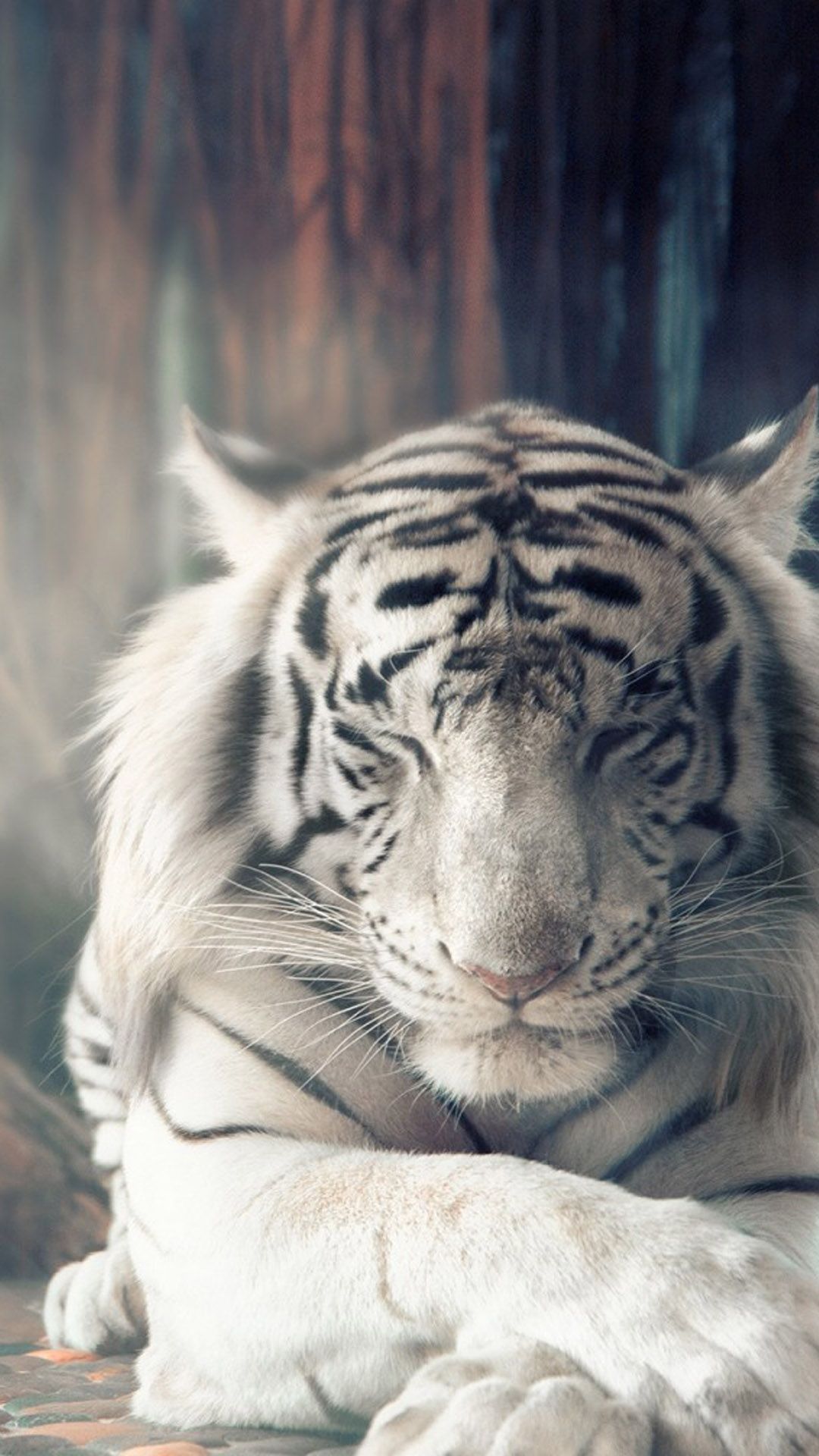 Tiger Wallpaper Hd Android - 1080x1920 Wallpaper Tiger Wallpaper Hd Android - 1080x1920 Wallpaper