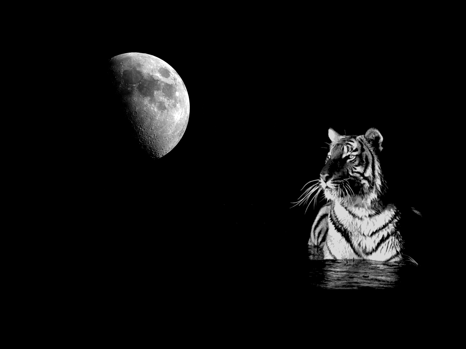 Tiger Moon - Tiger Black And White - HD Wallpaper 