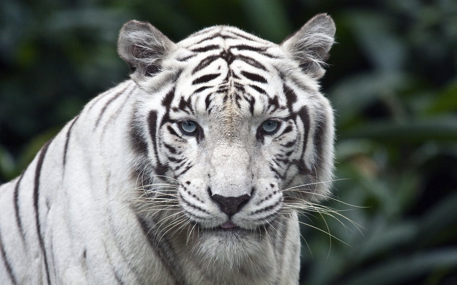 White Tiger Wallpapers Free - Singapore Zoo - HD Wallpaper 