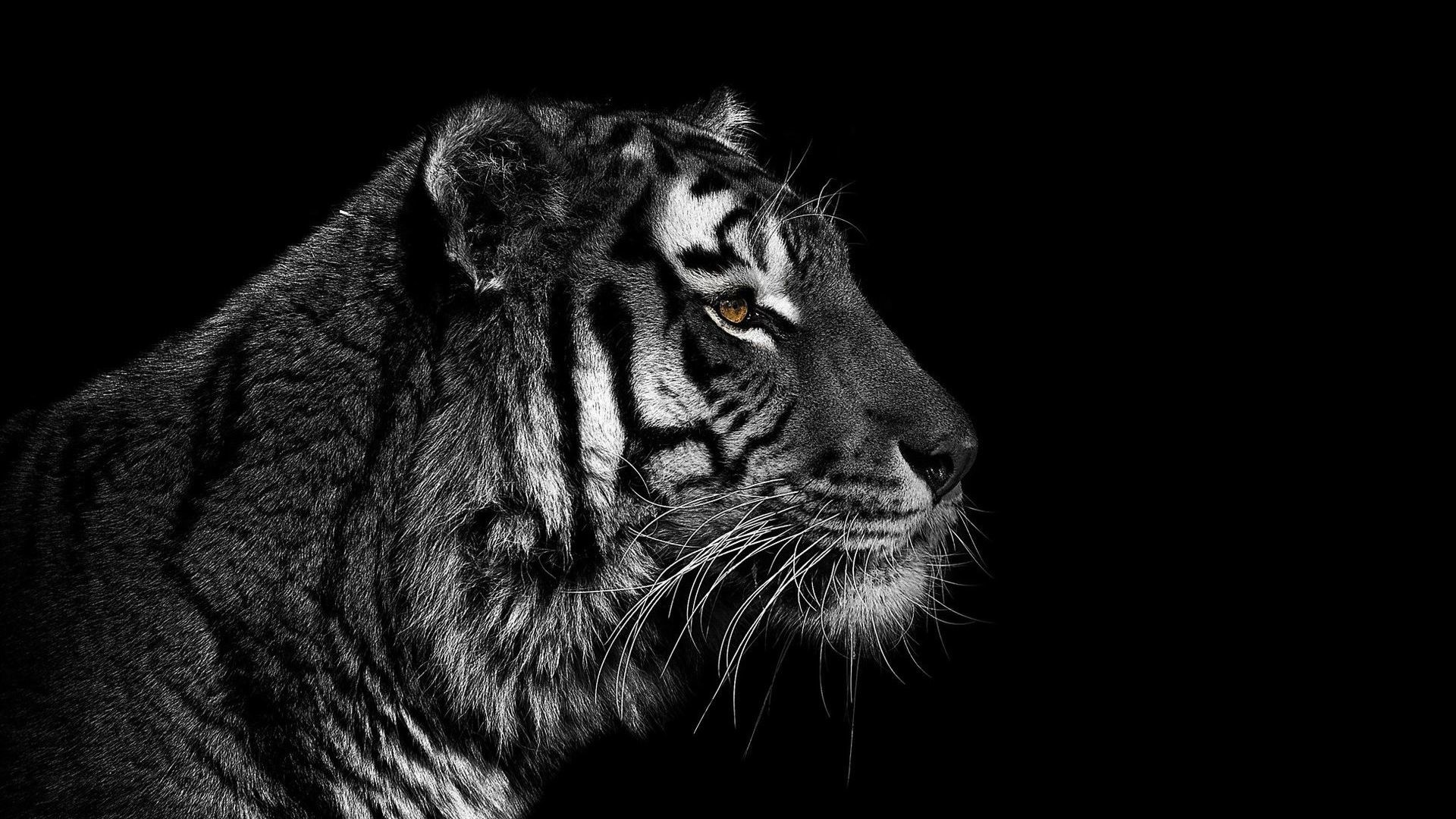 Tiger Hd Wallpaper Tiger 
 Data-src - Tiger Black And White - HD Wallpaper 