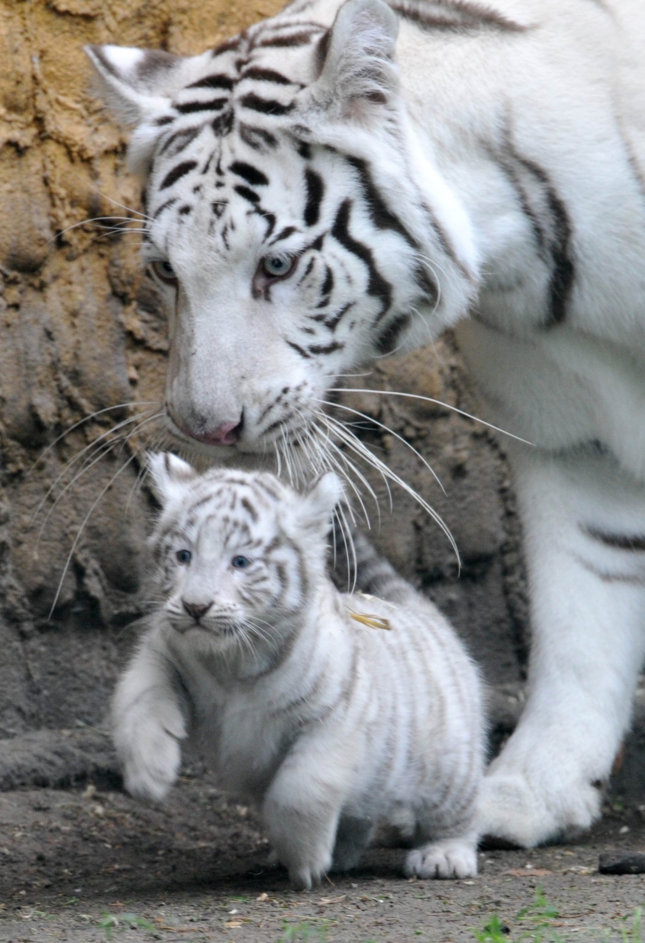 Uncategorized Cute Whiteer Cubs Wallpaper 2 93 Fabulous - Cutest White Tiger In The World - HD Wallpaper 