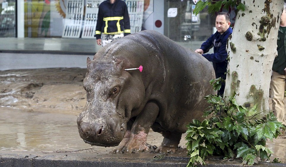 Kudanil Yang Kabur [image Source] - Dead Animals At Zoos - HD Wallpaper 