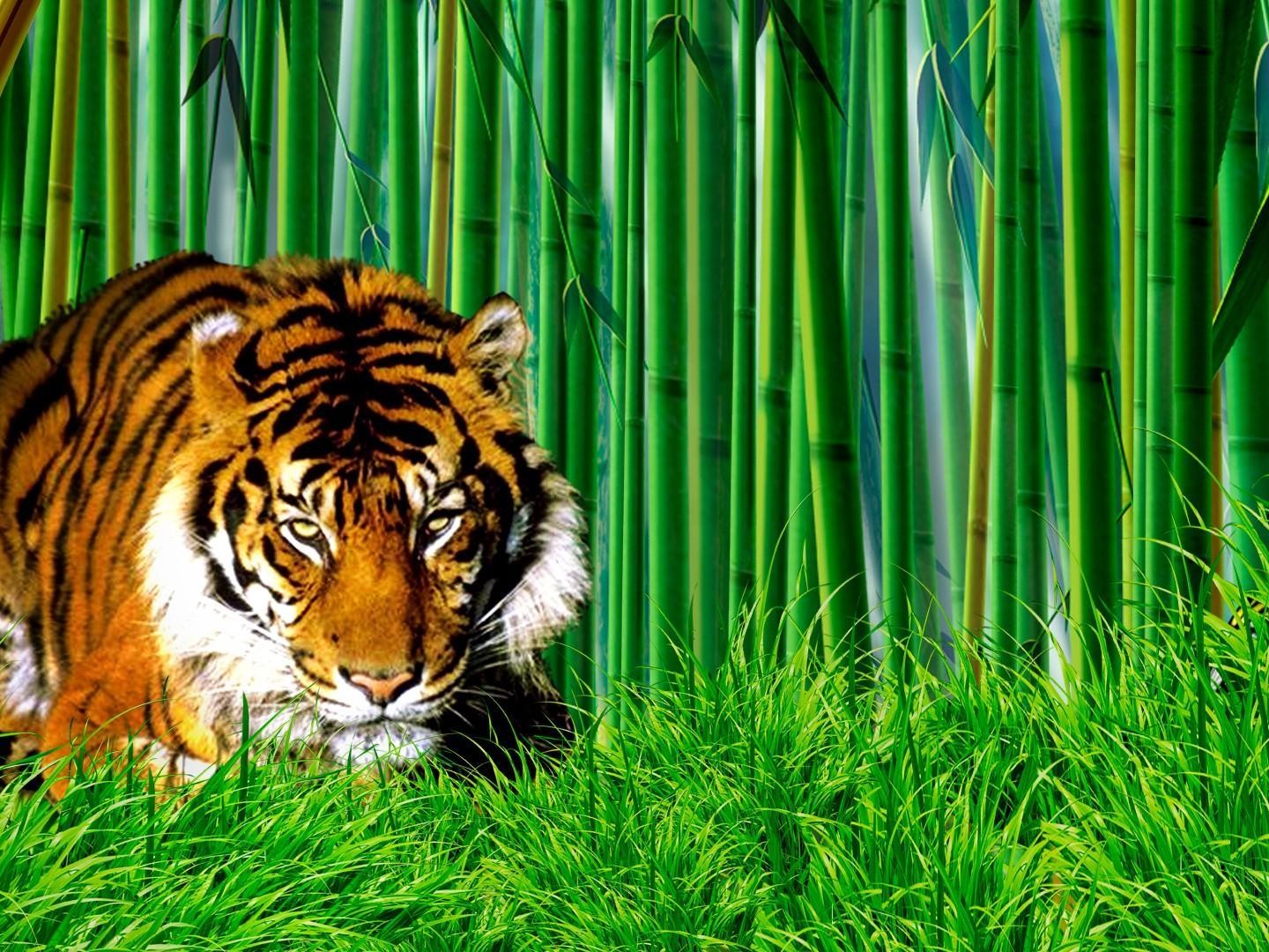 Bamboo Falls Background Hd - HD Wallpaper 